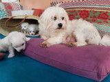 4 chiots Bichons Maltais à réserver, 3 mâles et 1 femelle nés en octobre 2025