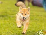 Femelle Shiba Inu adulte LOF à vendre