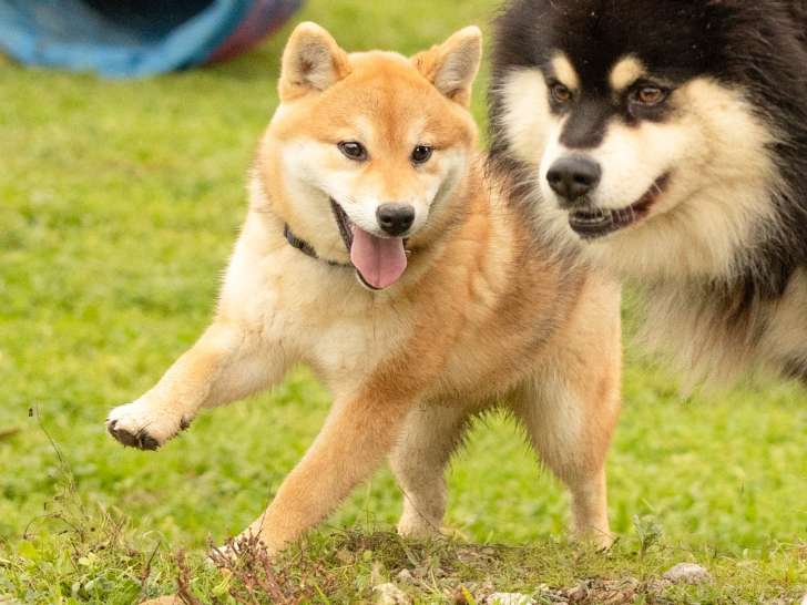 Femelle Shiba Inu adulte LOF à vendre