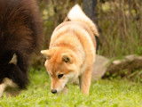 Femelle Shiba Inu adulte LOF à vendre
