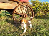 Chiots Beagle LOF à vendre