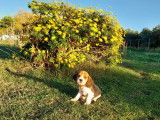 Chiots Beagle LOF à vendre