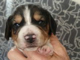 Chiots Beagle LOF à vendre