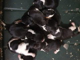 Chiots Beagle LOF à vendre