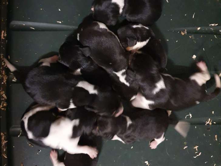 Chiots Beagle LOF à vendre