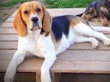 Chiots Beagle LOF à vendre