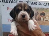 Chiots Beagle LOF à vendre