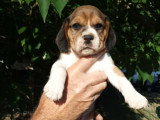 Chiots Beagle LOF à vendre