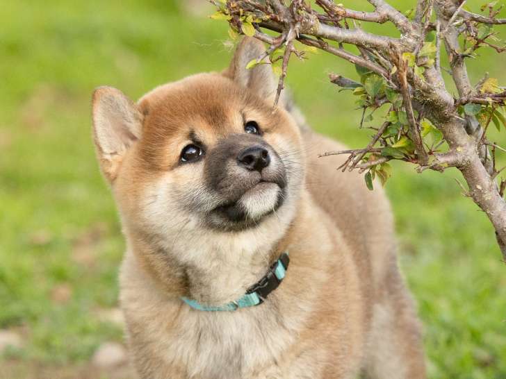 Chiot Shiba Inu mâle LOF à vendre