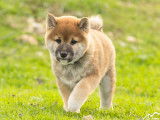 Chiot Shiba Inu mâle LOF à vendre