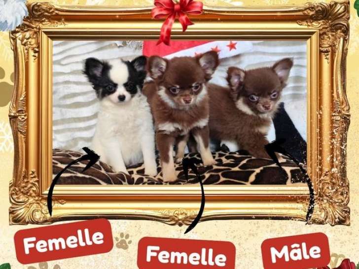3 chiots Chihuahuas à vendre (LOF)