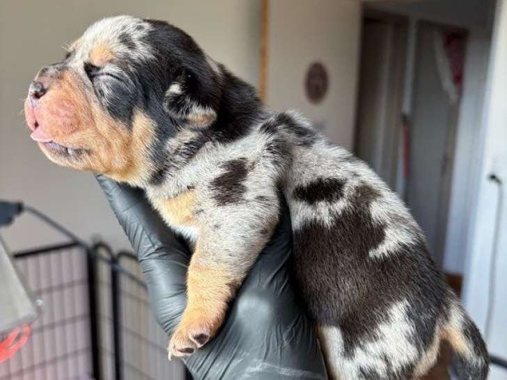 7 chiots American Bullies Pocket à réserver, 5 mâles et 2 femelles nés en octobre 2025