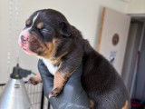 7 chiots American Bullies Pocket à réserver, 5 mâles et 2 femelles nés en octobre 2025