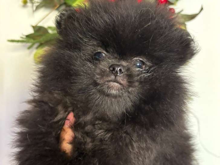 Chiot femelle Spitz Poméranien à vendre