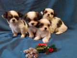 4 chiots Shih-Tzu à réserver (non LOF)
