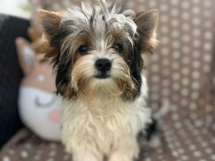 Chiots Biewer Yorkshires à vendre (LOF)