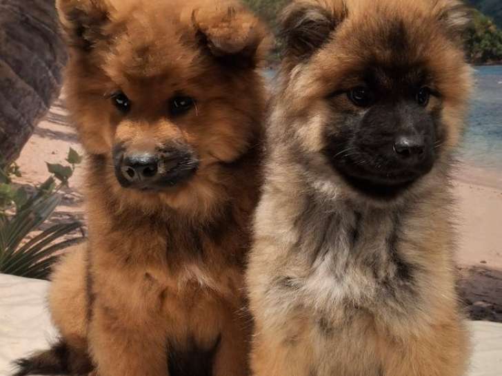 À vendre, 5 chiots Eurasiers LOF