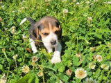 1 chiot Beagle mâle à vendre, né en août 2025