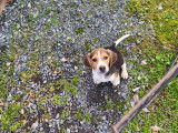 1 chiot Beagle mâle à vendre, né en août 2025