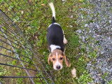 1 chiot Beagle mâle à vendre, né en août 2025
