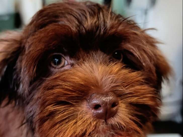 1 chiot Bichon Havanais mâle LOF à vendre, chocolat né en août 2025