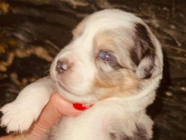 6 chiots Bergers Américains Miniatures LOF à réserver