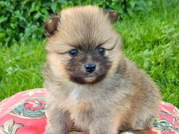 4 chiots mâles Spitz à réserver, nés en octobre 2025