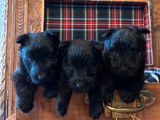 3 chiots Scottish Terriers LOF à vendre, femelles nées en juillet 2025