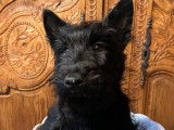 3 chiots Scottish Terriers LOF à vendre, femelles nées en juillet 2025