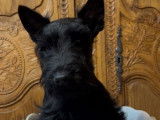 3 chiots Scottish Terriers LOF à vendre, femelles nées en juillet 2025