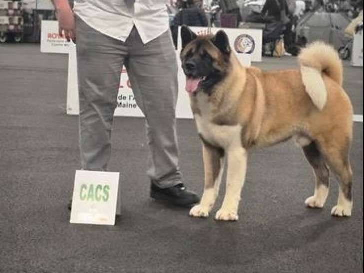 1 chien Akita Américain LOF disponible pour saillie
