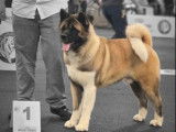1 chien Akita Américain LOF disponible pour saillie