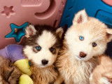 Chiots Huskies Sibériens LOF à vendre