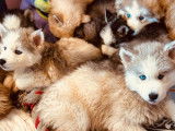 Chiots Huskies Sibériens LOF à vendre
