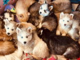 Chiots Huskies Sibériens LOF à vendre