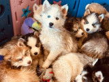 Chiots Huskies Sibériens LOF à vendre