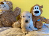 1 chiot femelle Golden Retriever LOF à réserver