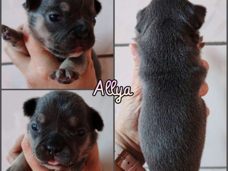 6 chiots Bouledogues Français LOF à réserver, mâles et femelles nés en novembre 2025