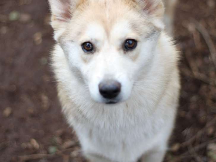 1 chienne Pomsky F2 à vendre, orange yeux marrons adulte gestante