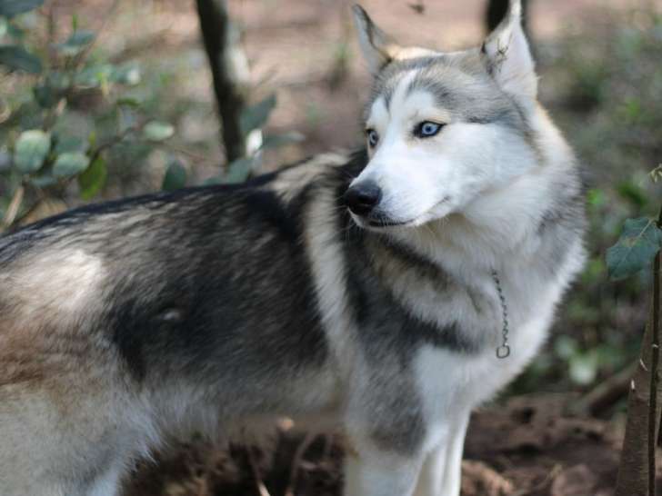 1 chien Pomsky F2 à vendre, gris loup yeux bleus adulte reproducteur