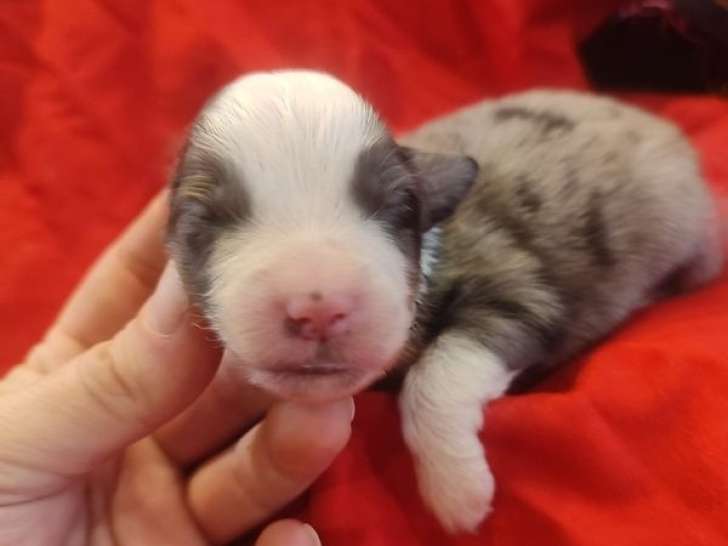 7 chiots Bergers Américains Miniatures LOF à réserver