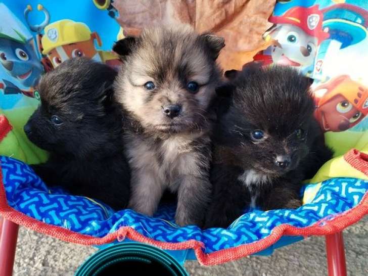 Chiots Spitz à réserver, mâles et femelles nés en octobre 2025 (non LOF)