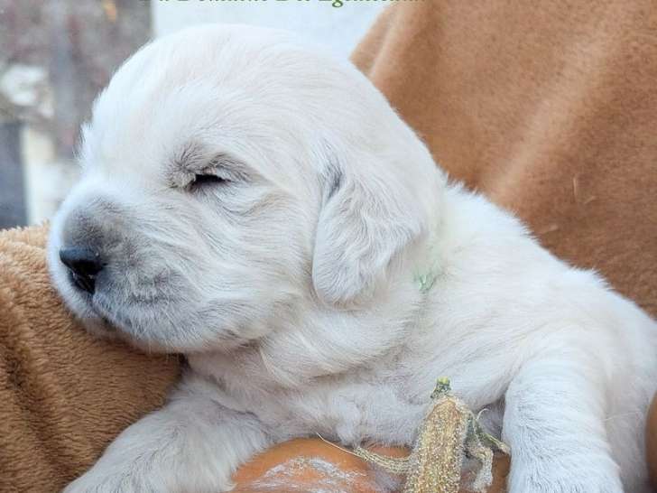 2 chiots Golden Retrievers LOF à réserver, mâles nés en octobre 2025
