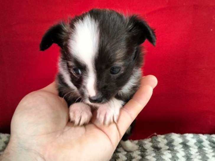 Chiots Chihuahuas LOF à vendre, mâles et femelles nés en août 2025