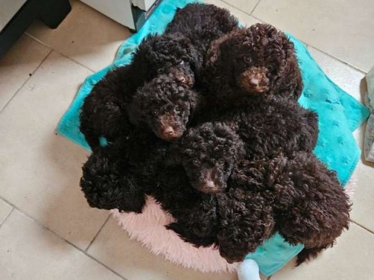 6 chiots Caniches Nains à vendre, 3 mâles et 3 femelles chocolat nés en septembre 2025