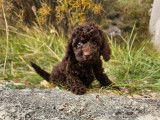 6 chiots Caniches Nains à vendre, 3 mâles et 3 femelles chocolat nés en septembre 2025