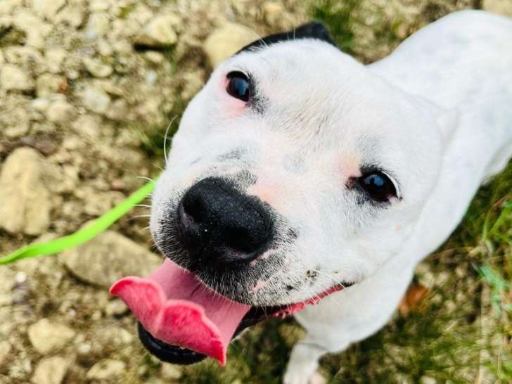 1 chienne Staffordshire Bull Terrier LOF à vendre
