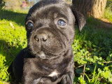 6 chiots Staffordshire Bull Terriers LOF à réserver