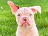 2 chiots Bouledogue Américain mâles à vendre, nés en août 2025
