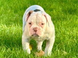 2 chiots Bouledogue Américain mâles à vendre, nés en août 2025